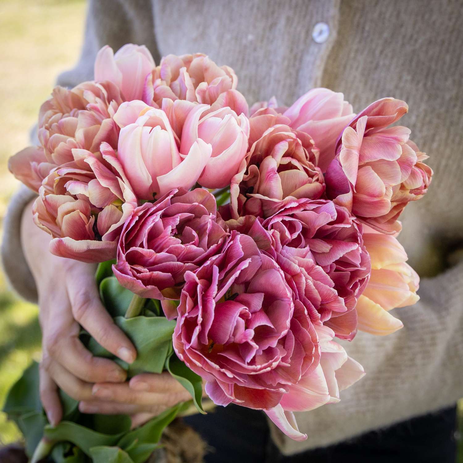 Tulipanblanding 'Antique Rose'